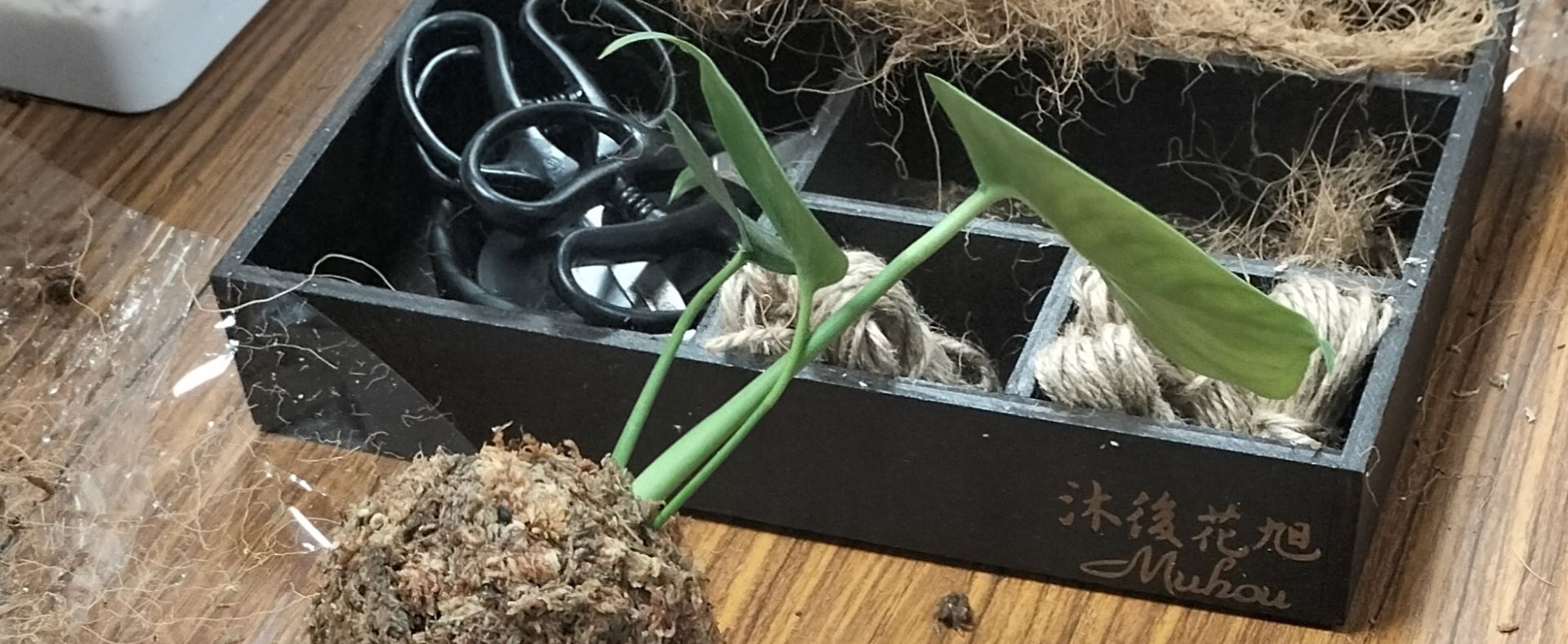 111學年度第1學期文康活動-綠植苔球(3)111.12.01