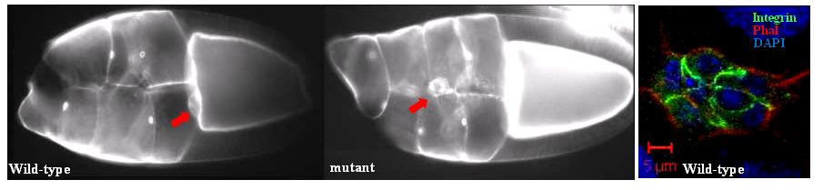 白麗美研究成果2