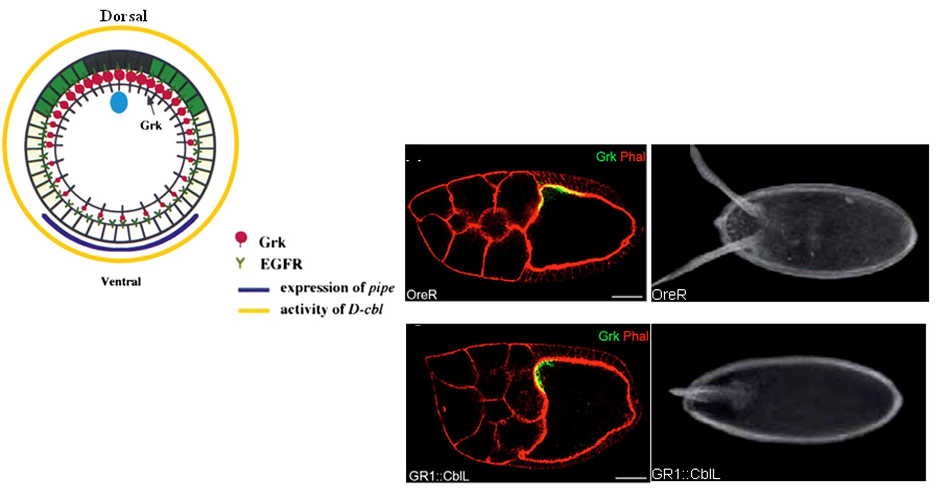 白麗美研究成果1