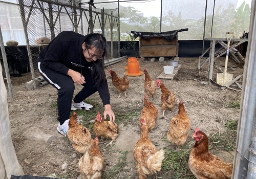 同學進入雞舍練習抓雞、餵食