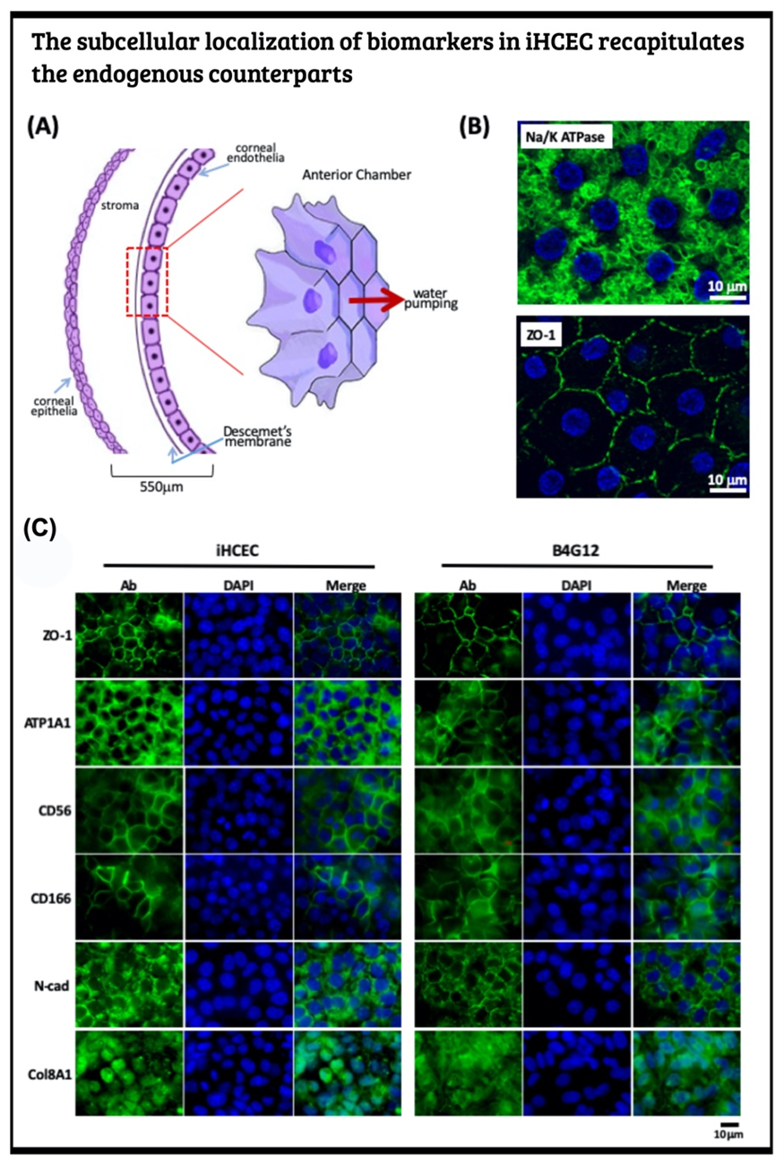 Producing the hiPSC-derived iHCEPs