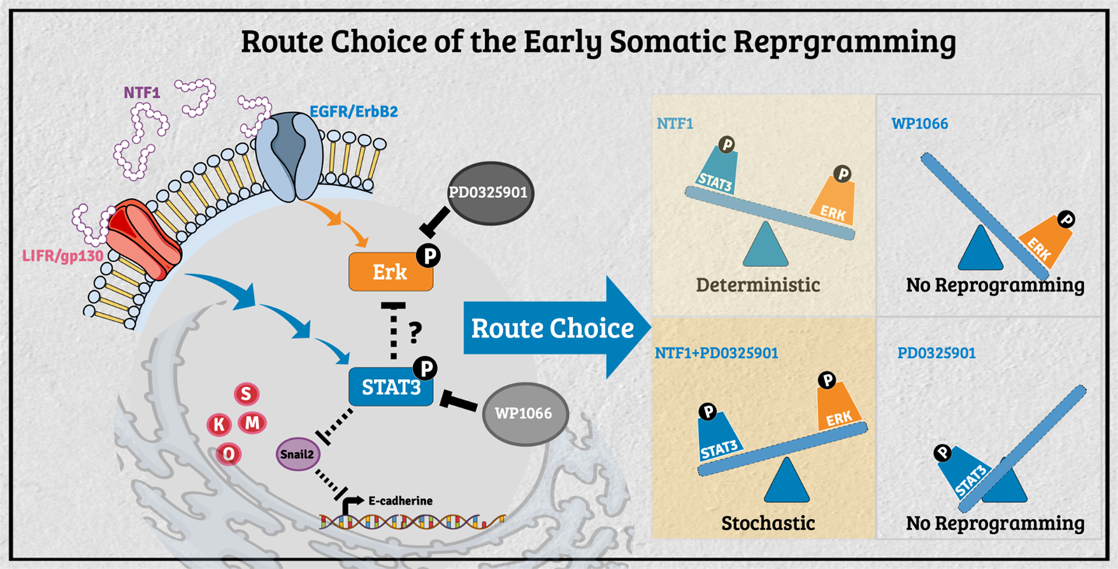 Understanding the route choice of cell fate decision during the reprogramming process