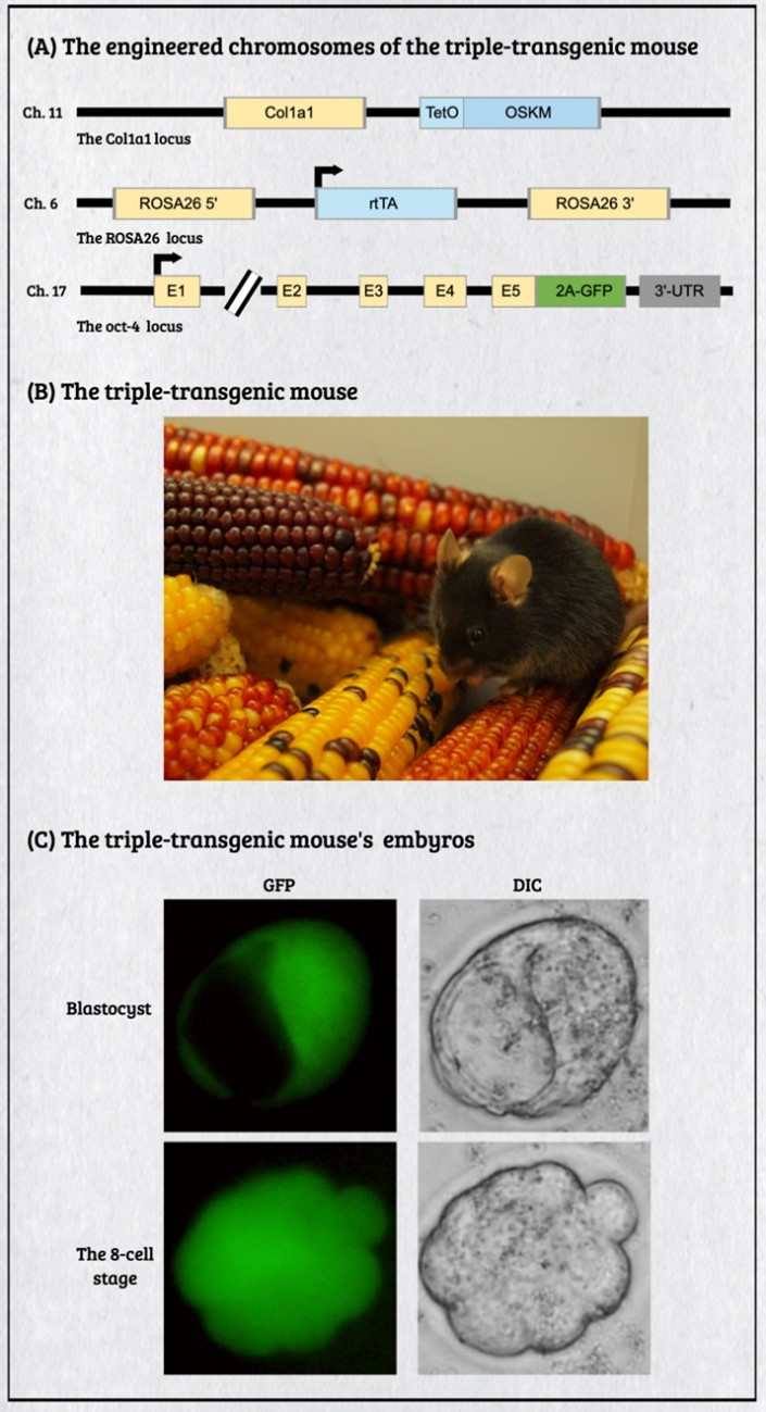 The decision-making of the reprogramming route choice affected by its residing microenvironment