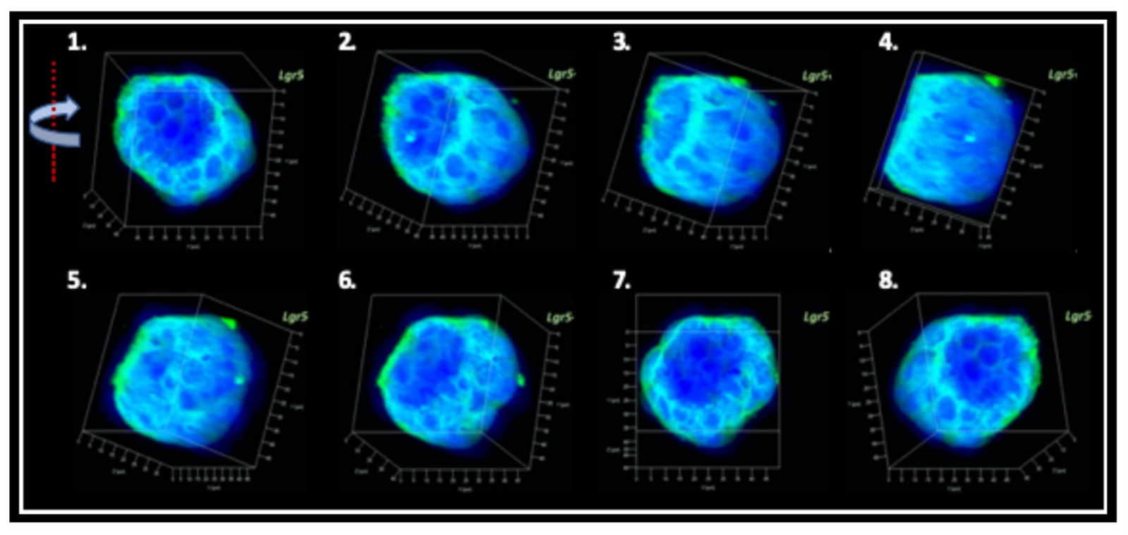 Generating the corneal endothelial organoid recapitulates the endogenous endothelial sheet