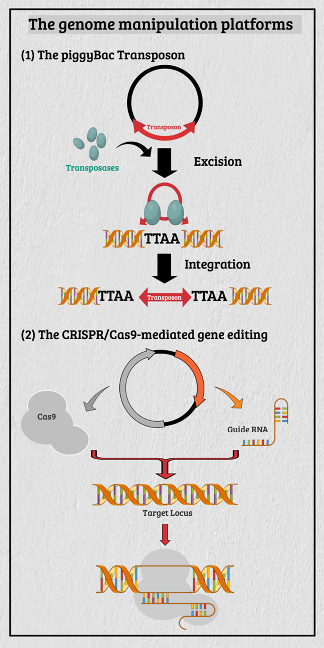 The versatile genome manipulation platforms